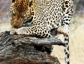 Kruger Explorer Safari